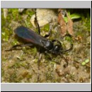 Anoplius infuscatus - Weswespe w005a 10mm - OS-Hasbergen-Lehmhuegel-det.jpg